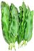 Fresh Mango Leaves -small