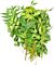 Fresh Neem Leaves, 100g -small