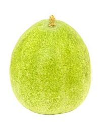 Gourde de cire fraîche, environ 1,3-1,8 kg