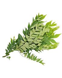 Feuilles de curry fraîches, 20g