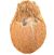 Fresh Coconut with Husk and water
