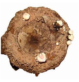 Shop Verse Yam (olifantenpoot), 1-1,2 kg (ongeveer) online – met Ekirana voor alleen maar € 7,10 /