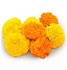 Achetez Fleurs de souci fraîches – comestibles et décoratives en ligne – avec Ekirana pour juste 8,50 € /